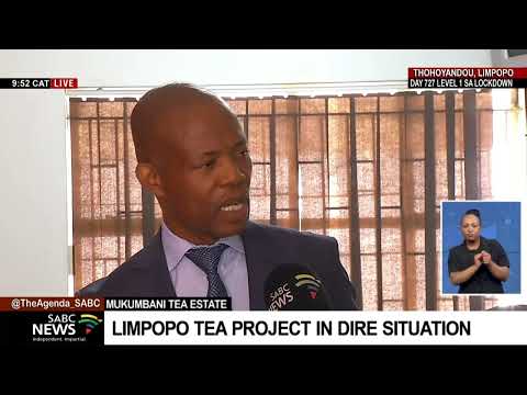 Limpopo tea project in dire situation