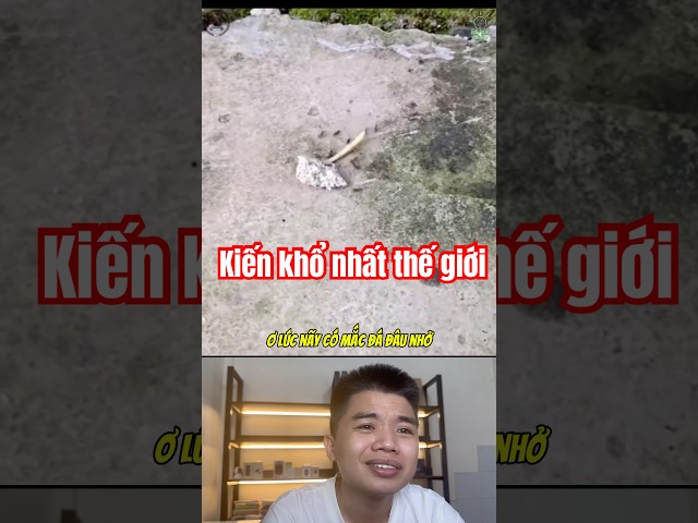 Đình Hiền Reaction: Những con kiến khổ nhất thế giới. #funny