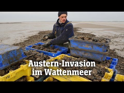 Pazifische Austern erobern das Wattenmeer | SPIEGEL TV für ARTE Re: