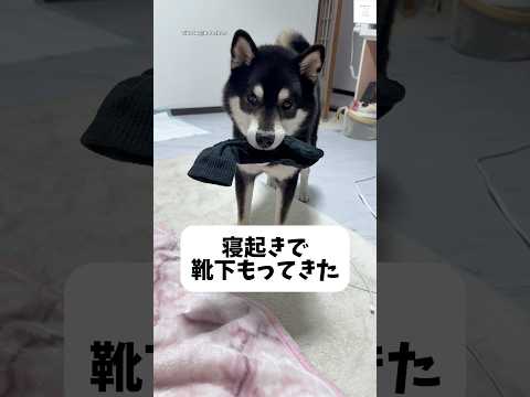 靴下咥えてきた‼️そろりそろり近づく黒柴😂　　#黒柴　#柴犬　#犬　#面白い　#柴犬のいる暮らし サムネイル