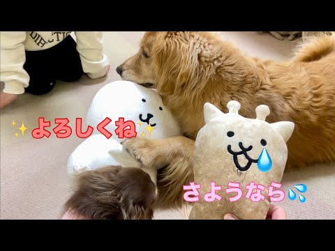 新入りが来ると古いおもちゃは5秒で忘れてしまう大型犬クッキー【ゴールデンレトリバーとミニチュアダックスフンド】