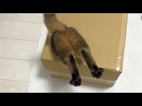 猫が段ボールに頭からぶっ刺さっていたので緊急で撮影した結果…