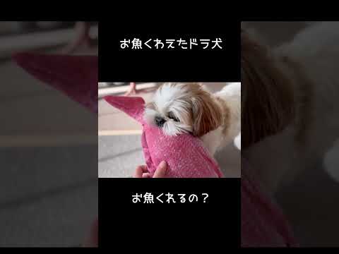 くれると思ったのに。。。😭 #シーズー #shihtzu