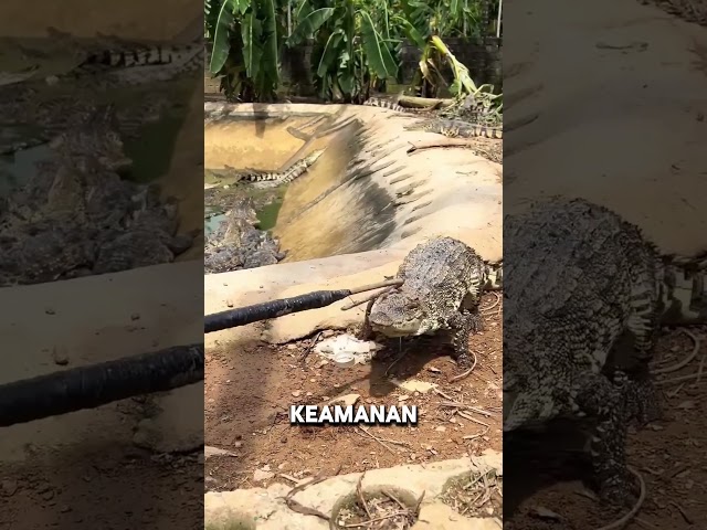 Metode Panen Di Peternakan Buaya 🐊 #faktamenarik #faktaunik
