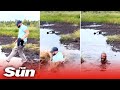 Husband plunges down muddy water as wife laughs hysterically- Viral video