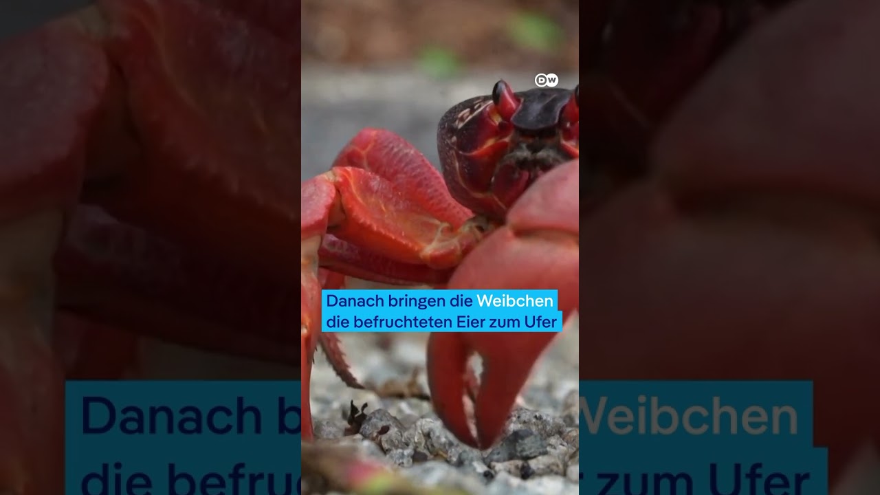 Großes Krabben-Spektakel auf der Weihnachtsinsel | DW Nachrichten