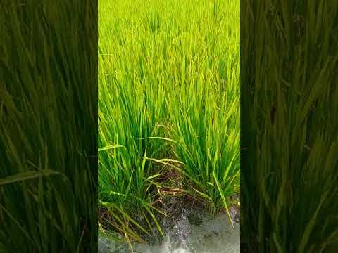 #viral #nature #agriculture #trending #telugu #farming #farmer #famous #music #song