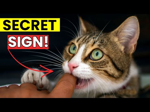 10 Hidden Things Cats Do When They Love You