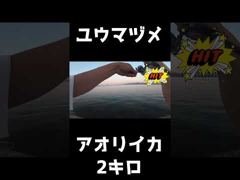 夕方の離島堤防で… #離島生活 #エギング