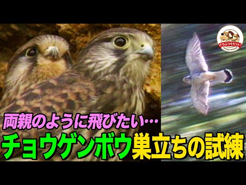 ハヤブサの仲間チョウゲンボウの狩りと子育て！幼いヒナたちは初飛行のために断崖絶壁をよじのぼれるのか!?【どうぶつ奇想天外／WAKUWAKU】