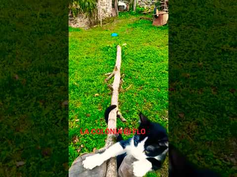 Inedito: Backstage Prima (Confusa) Sfilata del Modello Demetrio 😹 #shorts #funnycats #fashion