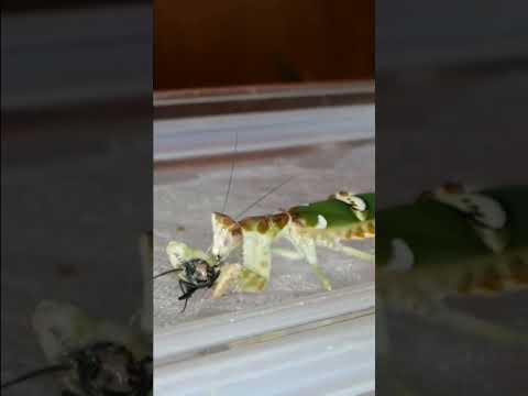 Asian Flower Mantis eats a fly, timelapse