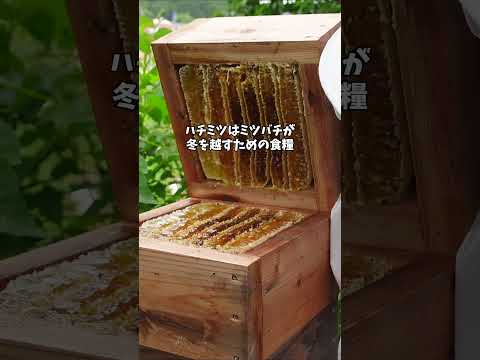 スズメバチはハチミツを貯めない！？ #スズメバチ #ハチミツ #ミツバチ