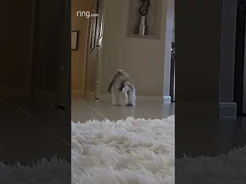 Shih Tzu duets with a ringing phone! 😂
