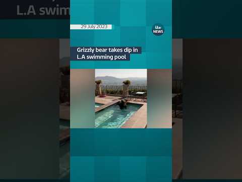 Bear takes dip in L.A pool #itvnews
