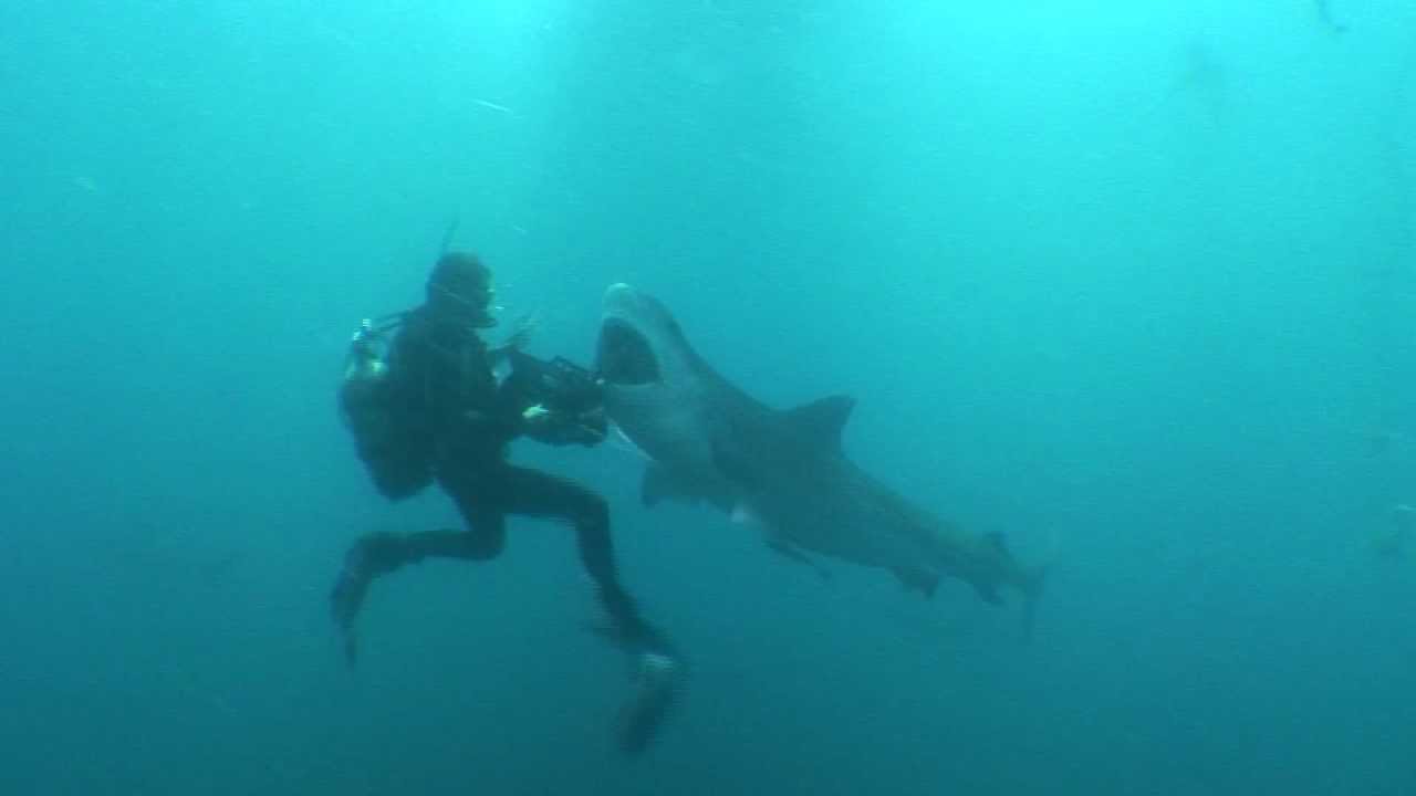 Amazing Footage Of Tiger Shark Attacking Diver Youtube