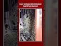 Uttarakhand News | Leopard That Attacked Cattle In Uttarakhand Caught By Forest Department