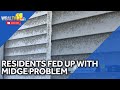 Residents frustrated with midge increase, county asks state for more help