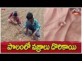 పొలంలో వజ్రాలు దొరికాయి.. |  Farmer Found Diamond in Kurnool District | | Jordar varthalu | hmtv