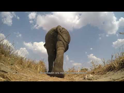 Elephants Up Close'