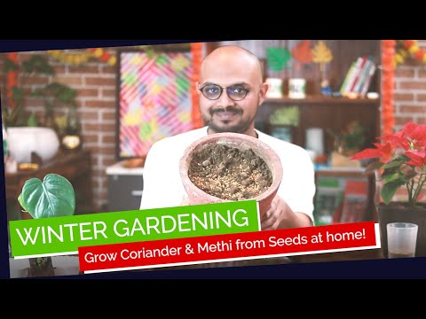 How To Grow Methi (Fenugreek) & Coriander (Dhaniya) At Home