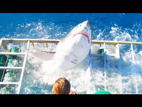 Жестоко: Голема бела ајкула го крши кафезот со нуркач внатре
