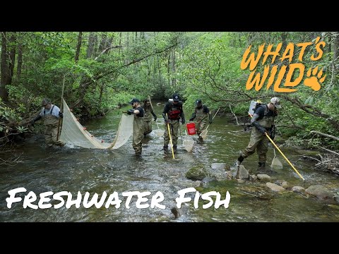 screenshot of youtube video titled Freshwater Fish | What's Wild