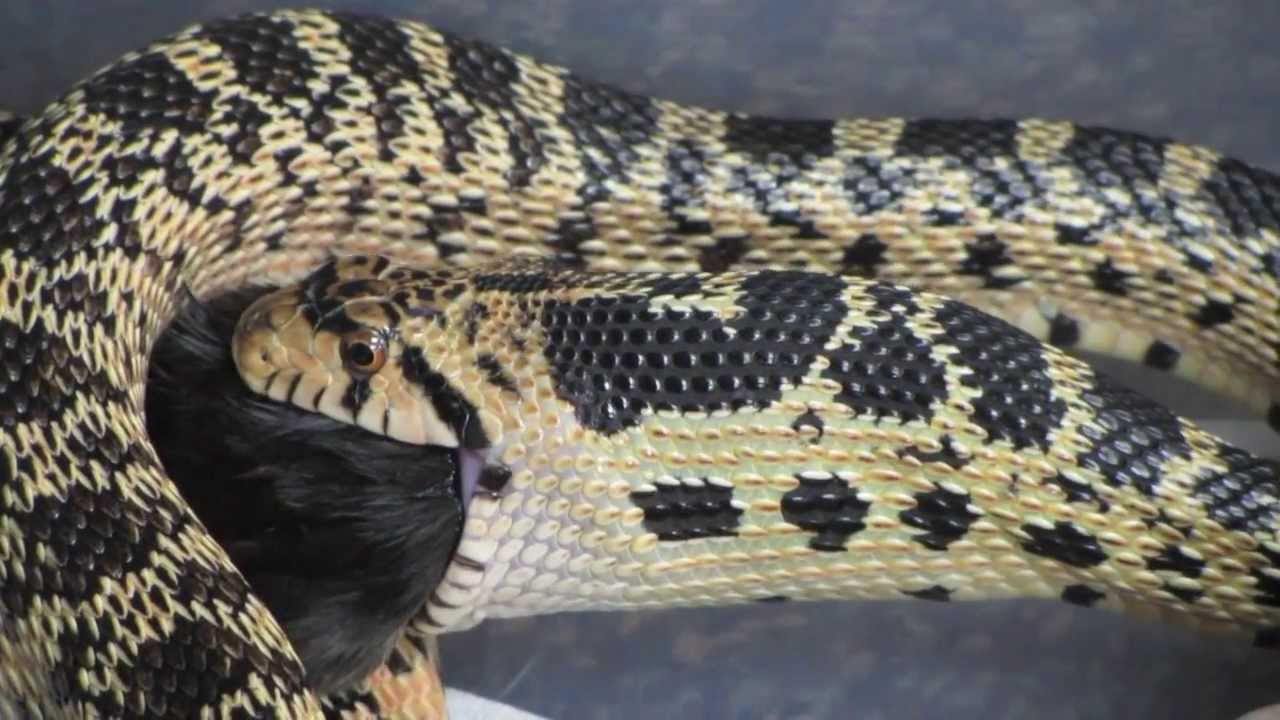 How Snakes Eat - YouTube