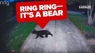 'Give him space': Bear sightings reported in multiple Greater Cincinnati communities