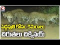 Three leopards caught on camera in Asifabad