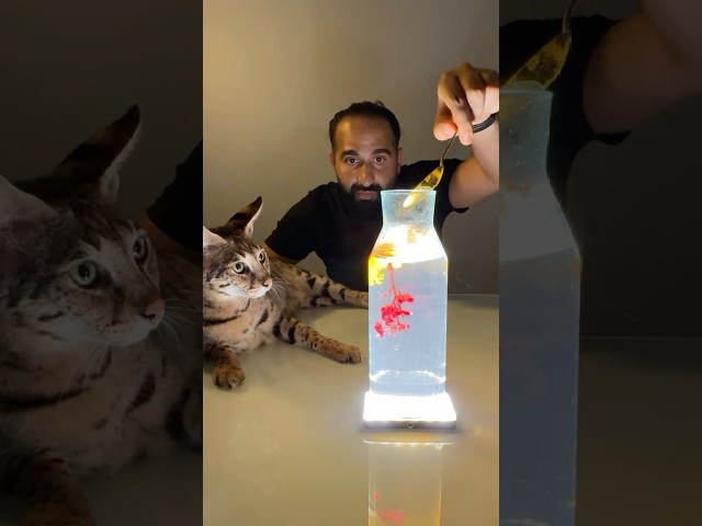 ترند الكركم مع قطي البري