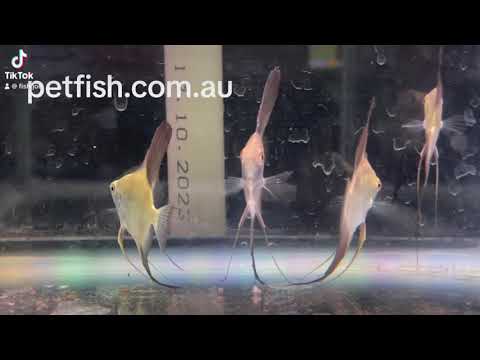 video Bulgarian Green Seal Point Angelfish