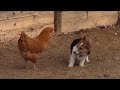 כלב נגד תרנגולת