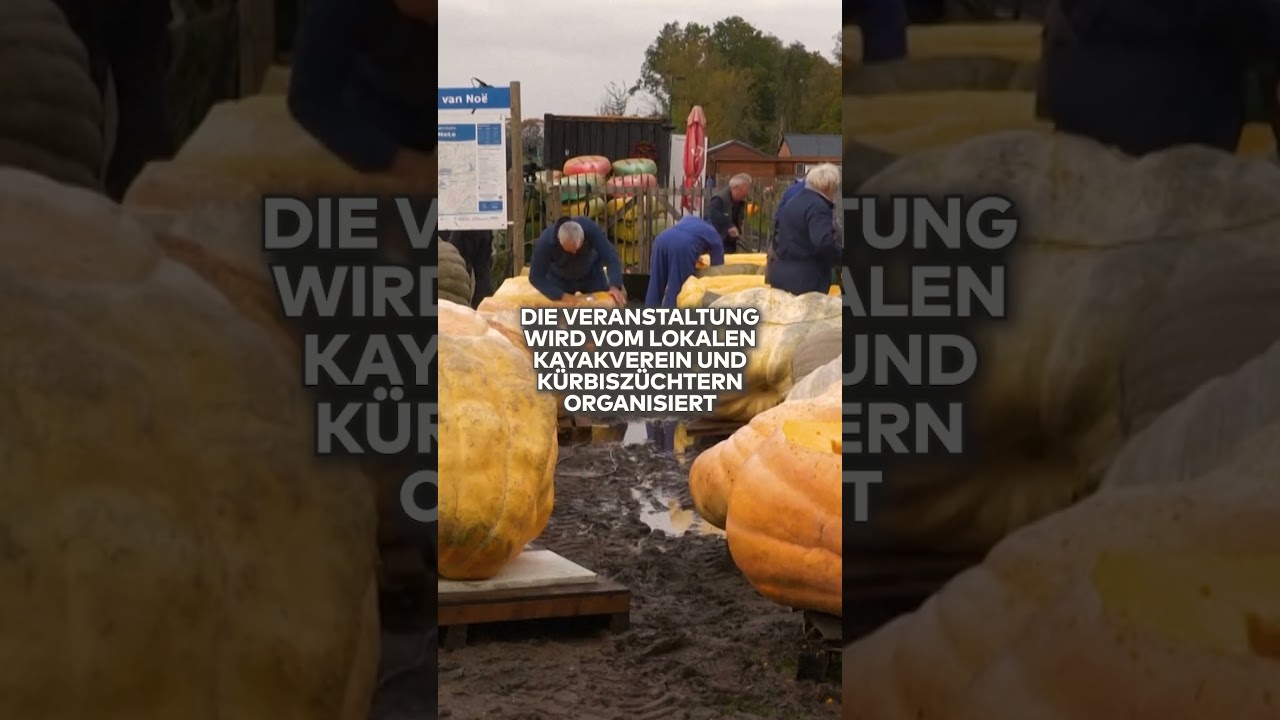 BELGIEN-FESTIVAL: Kürbisrennen begeistert – skurriles Wasserspektakel zieht Massen an shorts