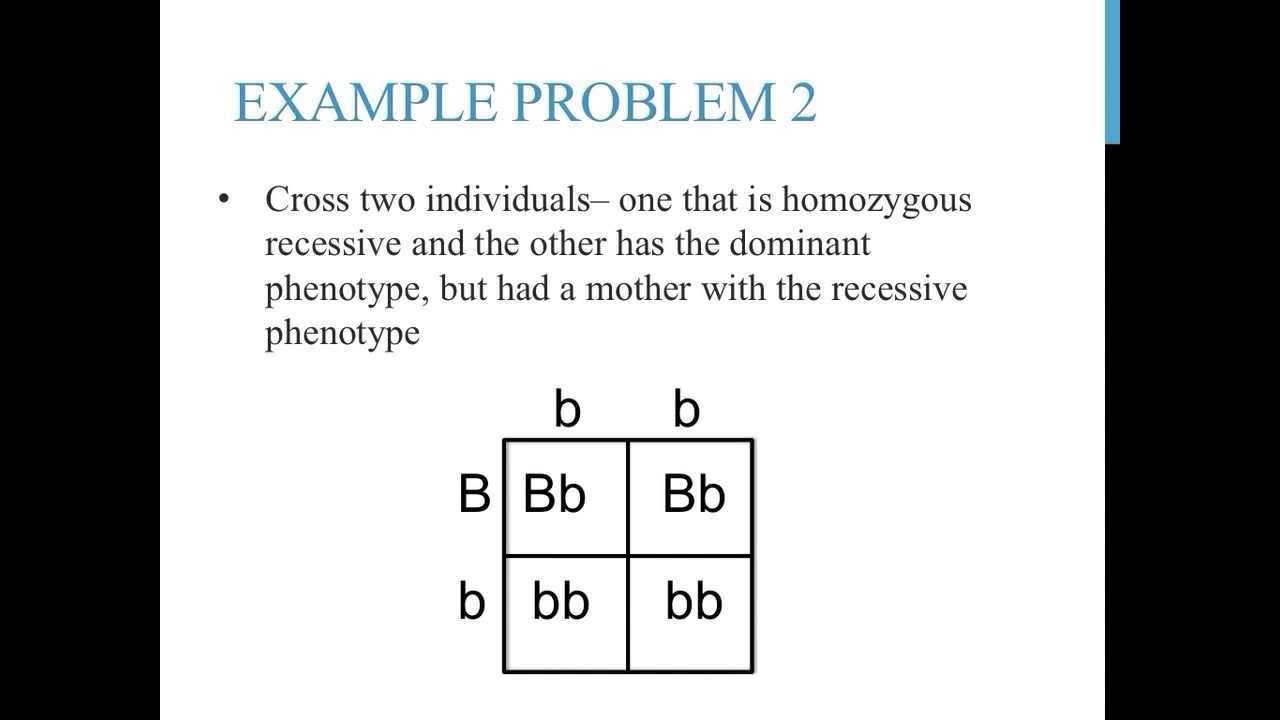 punnett-square-practice-problems-simple-youtube