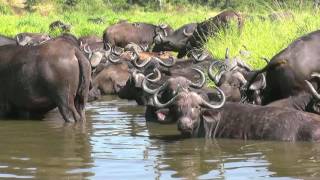 SOUTH AFRICA cape buffaloes, Kruger national park (hd-video)