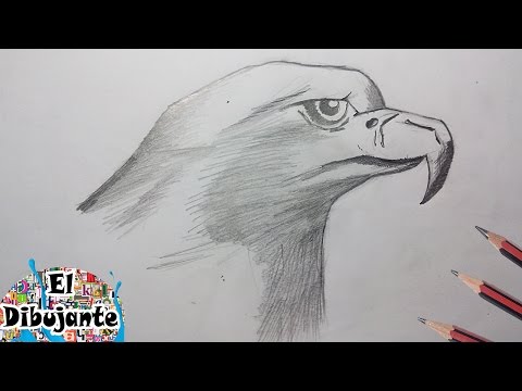 Como Dibujar un Aguila paso a paso [El Dibujante] by ElDibujante