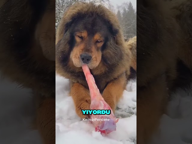 2 Yıl Besledikleri Aslında Köpek Değildi! #animals