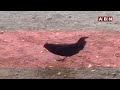 Hen Viral Video :  తెలంగాణలో వింత కోడి ..తెలుగు అర్థంచేసుకుంటున్న కోడి..|| Kadaknath Chicken || ABN  - 01:36 min - News - Video