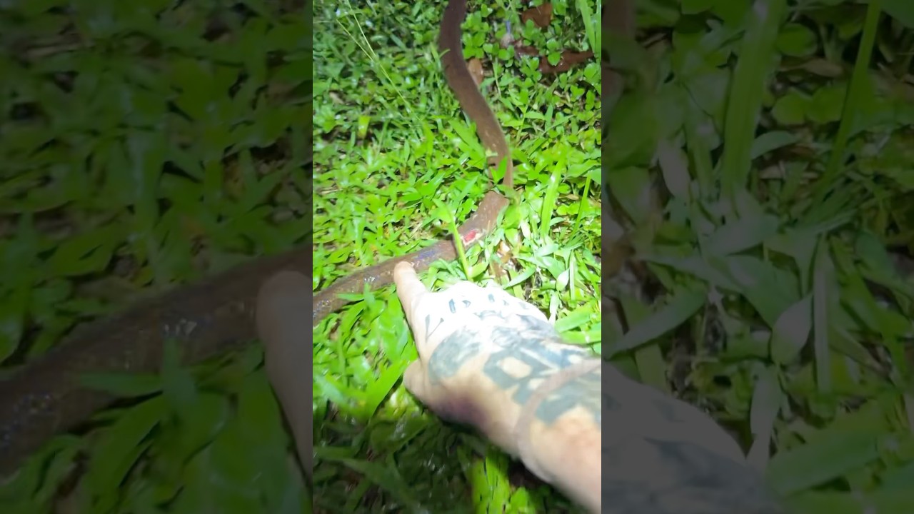 I Booped every Animal in Thailand