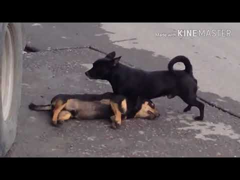 TENTE NÃO CHORAR - ANIMAIS TENTANDO SALVAR AMIGOS