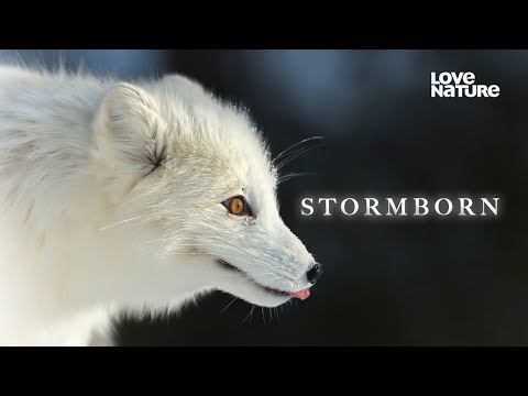 Stormborn'