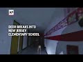 Deer breaks into New Jersey elementary school  - 00:31 min - News - Video