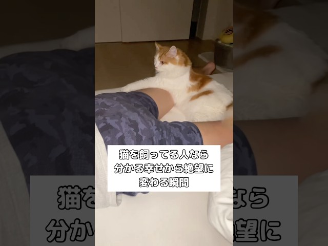 猫飼ってる人には分かる喜びと絶望の分け目 #猫 #天国と地獄 #shorts