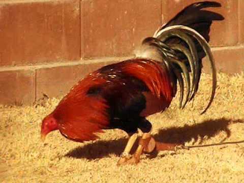 Claret gamefowl farms