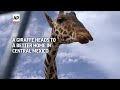 Benito the giraffe leaves extreme weather at Mexico’s border to a more congenial home  - 00:59 min - News - Video