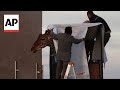 Benito the giraffe leaves extreme weather at Mexico’s border to a more congenial home
