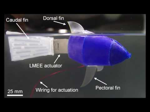 The first part of this video demonstrates the thermally conductive "thubber" material (bottom, labeled LMEE) as it stretches and dissipates the heat of an embedded LED light. The plain rubber material (top) cannot dissipate the heat and ultimately breaks apart under the strain. The second part of the video shows the caudal fin locomotion of a robotic fish with a thermal actuator made of "thubber." The first part of this video demonstrates the thermally conductive "thubber" material (bottom, labeled LMEE) as it stretches and dissipates the heat of an embedded LED light. The plain rubber material (top) cannot dissipate the heat and ultimately breaks apart under the strain. The second part of the video shows the caudal fin locomotion of a robotic fish with a thermal actuator made of "thubber."