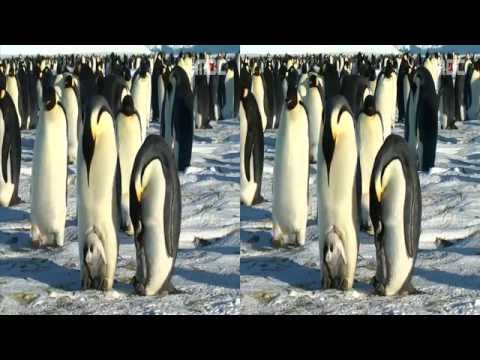 [Korea3DShowcase2011] Tears of Antarctic by MBC