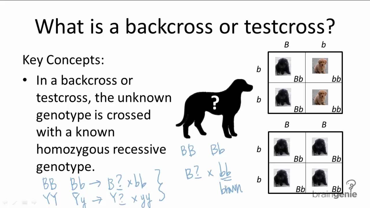 9 3 1 Backcross Or Testcross Youtube